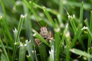 How do you kill lawn pests?